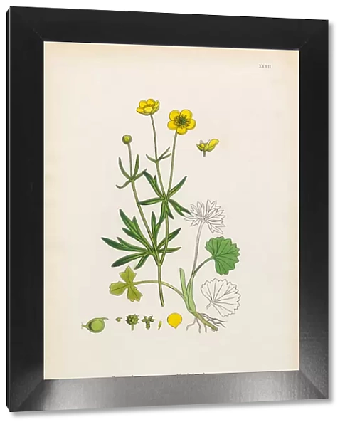 Wood Crowfoot, Ranunculus auricornus, Victorian Botanical Illustration, 1863