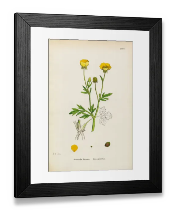 Framed Print : Hairy Crowfoot, Ranunculus hirsutus, Victorian Botanical Illustration, 1863 Framed Print : Hairy Crowfoot, Ranunculus hirsutus, Victorian Botanical Illustration, 1863