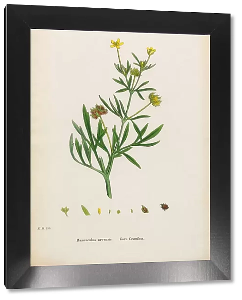 Corn Crowfoot, Ranunculus arvensis, Victorian Botanical Illustration, 1863