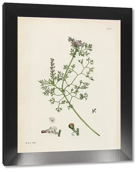 Close-flowered Fumitory, Fumaria micrantha, Victorian Botanical Illustration, 1863