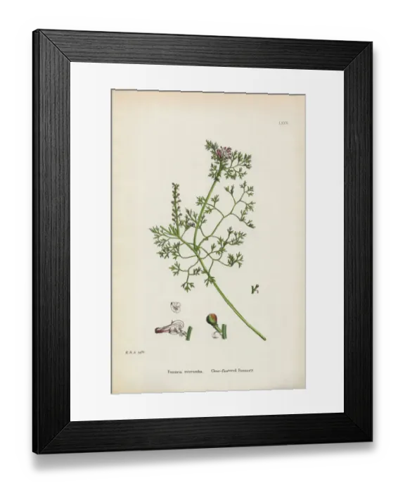 Framed Print : Close-flowered Fumitory, Fumaria micrantha, Victorian Botanical Illustration, 1863 Framed Print : Close-flowered Fumitory, Fumaria micrantha, Victorian Botanical Illustration, 1863