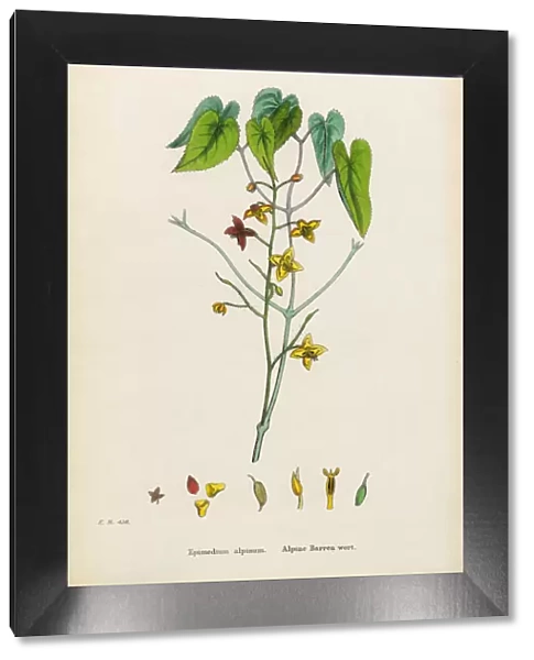 Alpine Barren Wort, Epimedium alpinum, Victorian Botanical Illustration, 1863