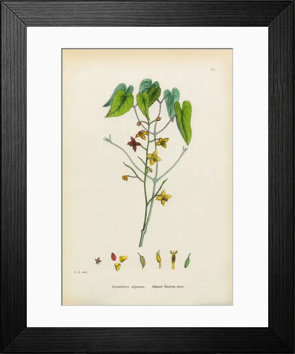 Framed Print : Alpine Barren Wort, Epimedium alpinum, Victorian Botanical Illustration, 1863 Framed Print : Alpine Barren Wort, Epimedium alpinum, Victorian Botanical Illustration, 1863
