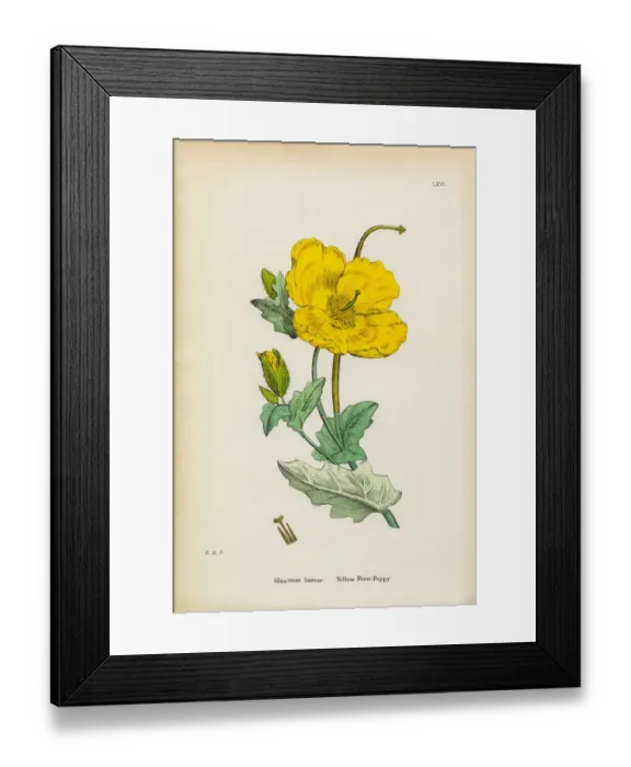 Framed Print : Yellow Horn Poppy, Glaucium luteum, Victorian Botanical Illustration, 1863 Framed Print : Yellow Horn Poppy, Glaucium luteum, Victorian Botanical Illustration, 1863
