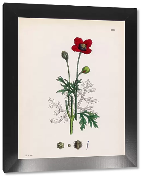 Prickly Headed Poppy, Papaver hybridum, Victorian Botanical Illustration, 1863
