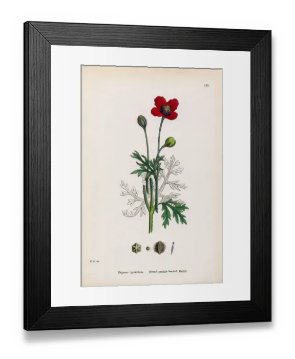 Framed Print : Prickly Headed Poppy, Papaver hybridum, Victorian Botanical Illustration, 1863