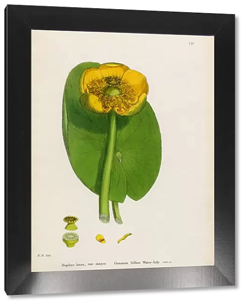 Common Yellow Waterlily, Nuphar lutea, Victorian Botanical Illustration, 1863