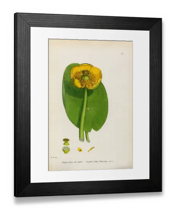 Framed Print : Common Yellow Waterlily, Nuphar lutea, Victorian Botanical Illustration, 1863 Framed Print : Common Yellow Waterlily, Nuphar lutea, Victorian Botanical Illustration, 1863