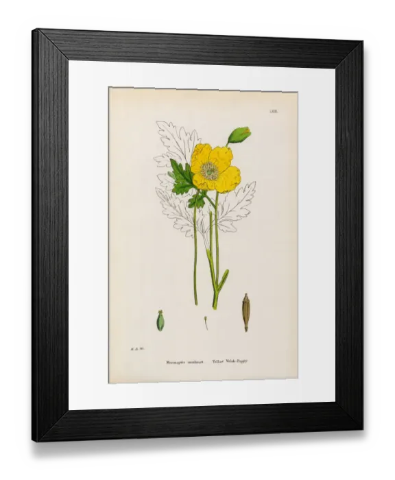 Framed Print : Yellow Welsh Poppy, Papaver cambrica, Victorian Botanical Illustration, 1863 Framed Print : Yellow Welsh Poppy, Papaver cambrica, Victorian Botanical Illustration, 1863