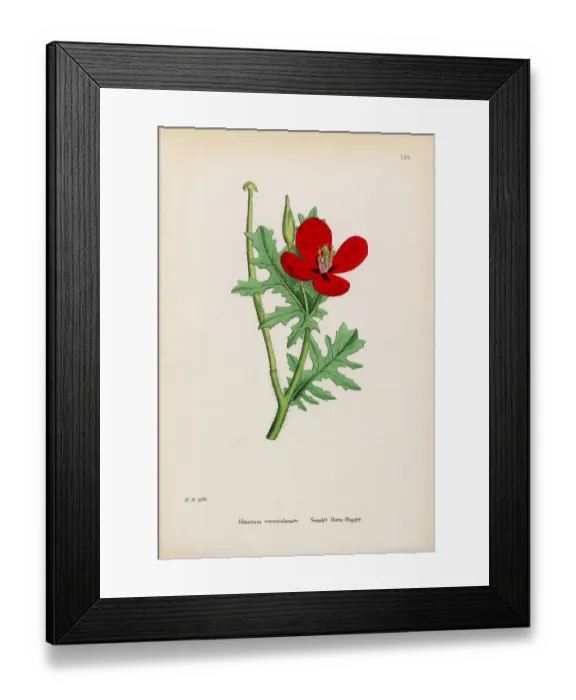 Framed Print : Scarlet Horn Poppy, Glaucium corniculatum, Victorian Botanical Illustration, 1863 Framed Print : Scarlet Horn Poppy, Glaucium corniculatum, Victorian Botanical Illustration, 1863