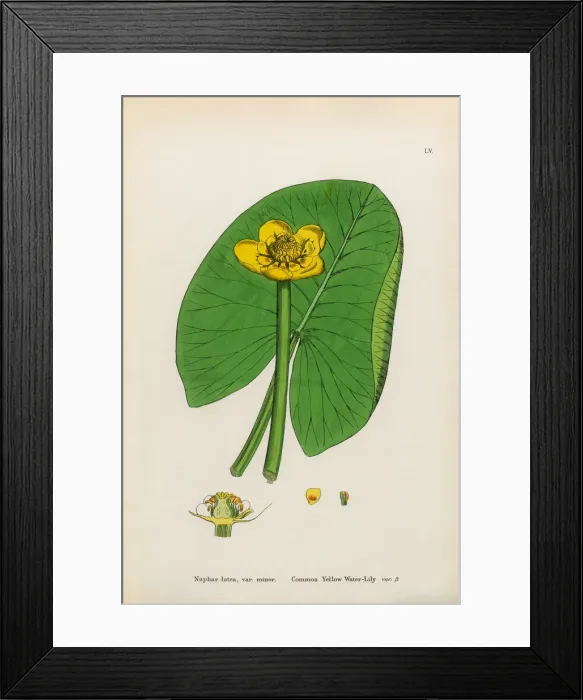 Framed Print : Common Yellow Waterlily, Nuphar lutea, Victorian Botanical Illustration, 1863 Framed Print : Common Yellow Waterlily, Nuphar lutea, Victorian Botanical Illustration, 1863
