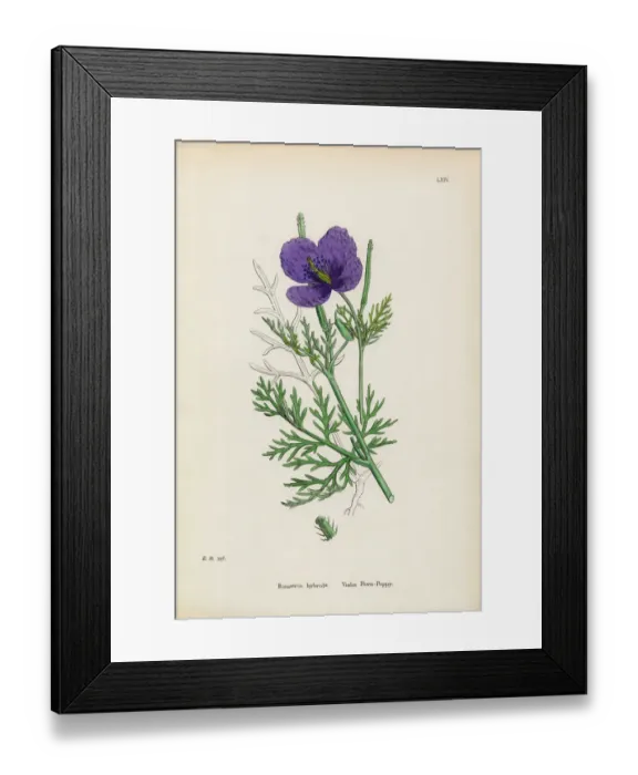 Framed Print : Violet Horn Poppy, Roemeria hybrida, Victorian Botanical Illustration, 1863 Framed Print : Violet Horn Poppy, Roemeria hybrida, Victorian Botanical Illustration, 1863