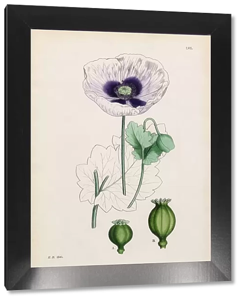 Common Garden Poppy, Papaver hortense, Victorian Botanical Illustration, 1863