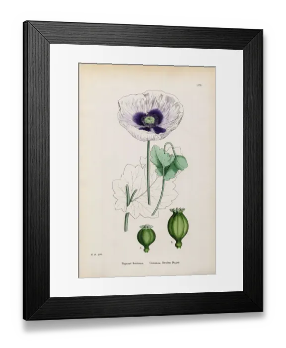 Framed Print : Common Garden Poppy, Papaver hortense, Victorian Botanical Illustration, 1863 Framed Print : Common Garden Poppy, Papaver hortense, Victorian Botanical Illustration, 1863