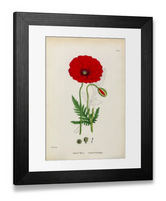 Framed Print : Common Red Poppy, Papaver Rhoeas, Victorian Botanical Illustration, 1863 Framed Print : Common Red Poppy, Papaver Rhoeas, Victorian Botanical Illustration, 1863