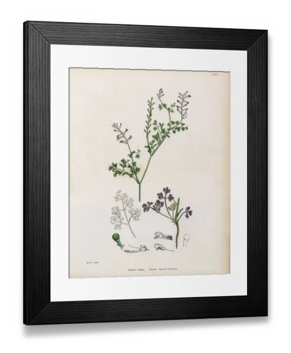 Framed Print : Bastardas Rampant Fumitory, Fumaria confusa, Victorian Botanical Illustration, 1863 Framed Print : Bastardas Rampant Fumitory, Fumaria confusa, Victorian Botanical Illustration, 1863