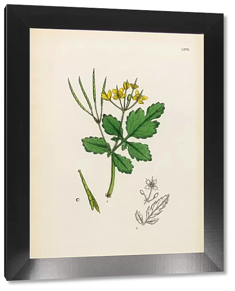 Celandine, Chelidonium majus, Victorian Botanical Illustration, 1863