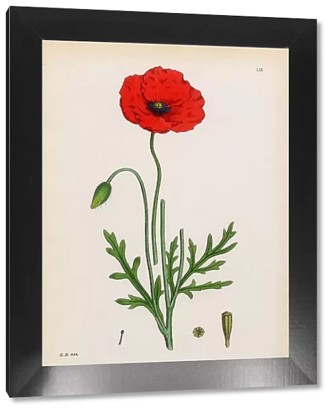 Lamotteas Poppy, Papaver Lamottei, Victorian Botanical Illustration, 1863