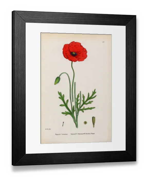 Framed Print : Lamotteas Poppy, Papaver Lamottei, Victorian Botanical Illustration, 1863