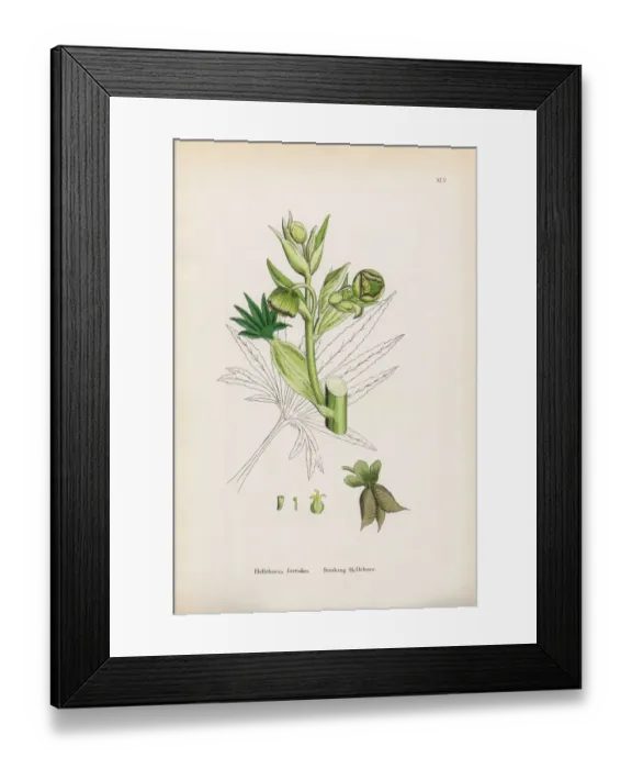 Framed Print : Botanical Illustrations Framed Print : Botanical Illustrations