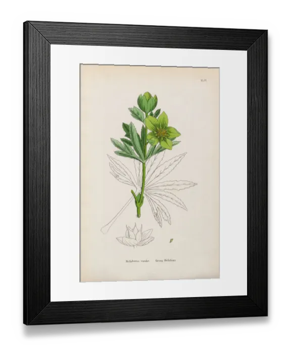 Framed Print : Botanical Illustrations Framed Print : Botanical Illustrations