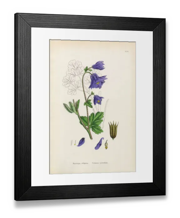 Framed Print : Botanical Illustrations Framed Print : Botanical Illustrations