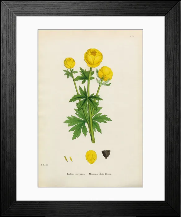 Framed Print : Botanical Illustrations Framed Print : Botanical Illustrations