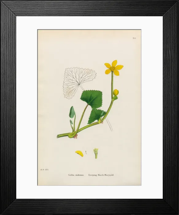 Framed Print : Creeping Marsh Marigold, Caltha radicans, Victorian Botanical Illustration, 1863 Framed Print : Creeping Marsh Marigold, Caltha radicans, Victorian Botanical Illustration, 1863