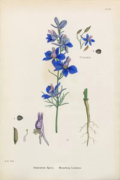 Branching Larkspur, Delphinium Ajacis, Victorian Botanical Illustration, 1863