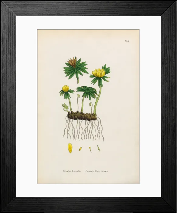 Framed Print : Common Winter Aconite, Eranthus hyemalis, Victorian Botanical Illustration, 1863 Framed Print : Common Winter Aconite, Eranthus hyemalis, Victorian Botanical Illustration, 1863