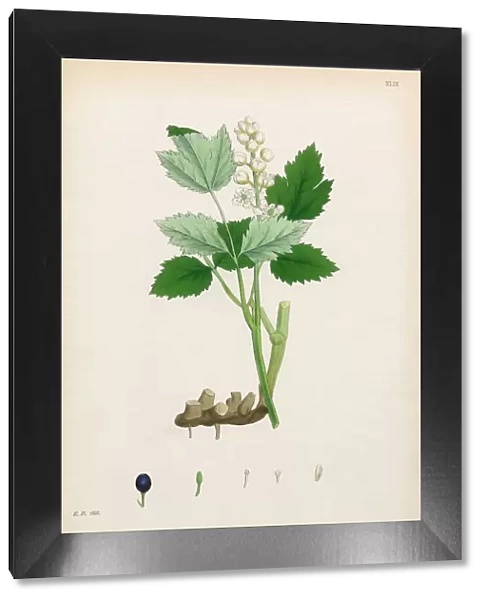 Herb Christopher, Actaea spicata, Victorian Botanical Illustration, 1863
