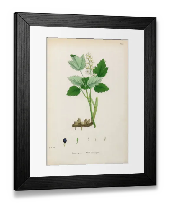 Framed Print : Herb Christopher, Actaea spicata, Victorian Botanical Illustration, 1863 Framed Print : Herb Christopher, Actaea spicata, Victorian Botanical Illustration, 1863