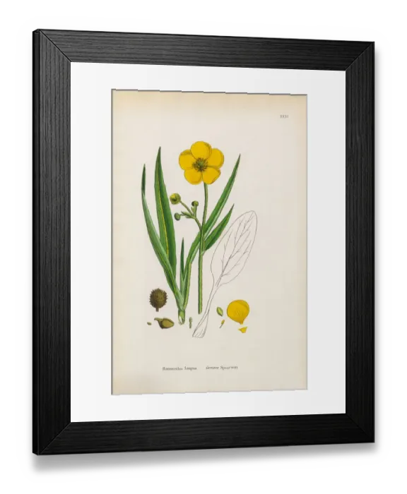 Framed Print : Greater Spearwort, Ranunculus Lingua, Victorian Botanical Illustration, 1863 Framed Print : Greater Spearwort, Ranunculus Lingua, Victorian Botanical Illustration, 1863