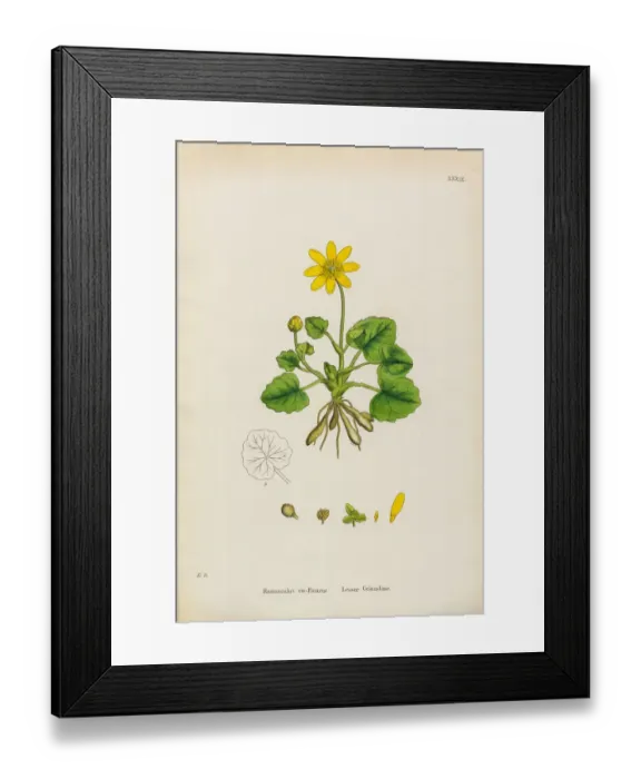 Framed Print : Lesser Celandine, Ranunculus Ficaria, Victorian Botanical Illustration, 1863 Framed Print : Lesser Celandine, Ranunculus Ficaria, Victorian Botanical Illustration, 1863