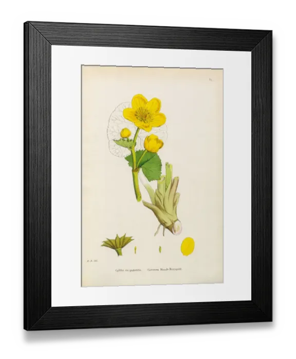 Framed Print : Marsh Marigold, Caltha eu-palustris, Victorian Botanical Illustration, 1863