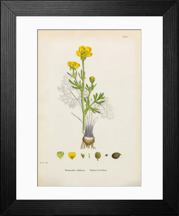 Framed Print : Bulbous Crowfoot, Ranunculus bulbosus, Victorian Botanical Illustration, 1863 Framed Print : Bulbous Crowfoot, Ranunculus bulbosus, Victorian Botanical Illustration, 1863