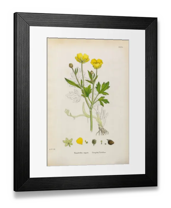 Framed Print : Creeping Crowfoot, Ranunculus repens, Victorian Botanical Illustration, 1863 Framed Print : Creeping Crowfoot, Ranunculus repens, Victorian Botanical Illustration, 1863
