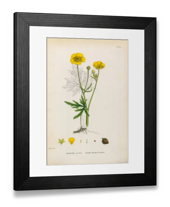 Framed Print : Meadow Crowfoot, Ranunculus eu-acris, Victorian Botanical Illustration, 1863 Framed Print : Meadow Crowfoot, Ranunculus eu-acris, Victorian Botanical Illustration, 1863