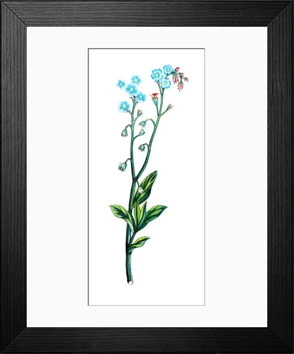 Framed Print : Forget-me-nots Framed Print : Forget-me-nots