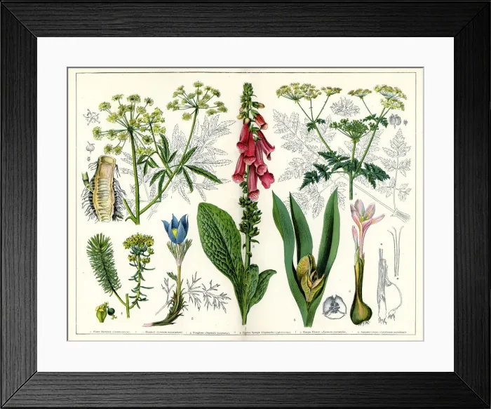 Framed Print : Poisonous Plants Framed Print : Poisonous Plants