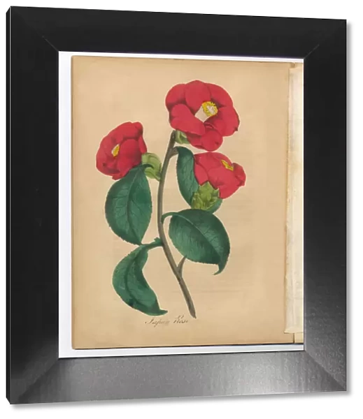 Japanese Rose Victorian Botanical Illustration