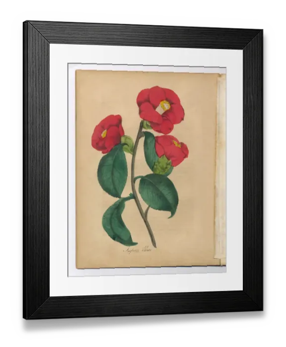 Framed Print : Japanese Rose Victorian Botanical Illustration Framed Print : Japanese Rose Victorian Botanical Illustration