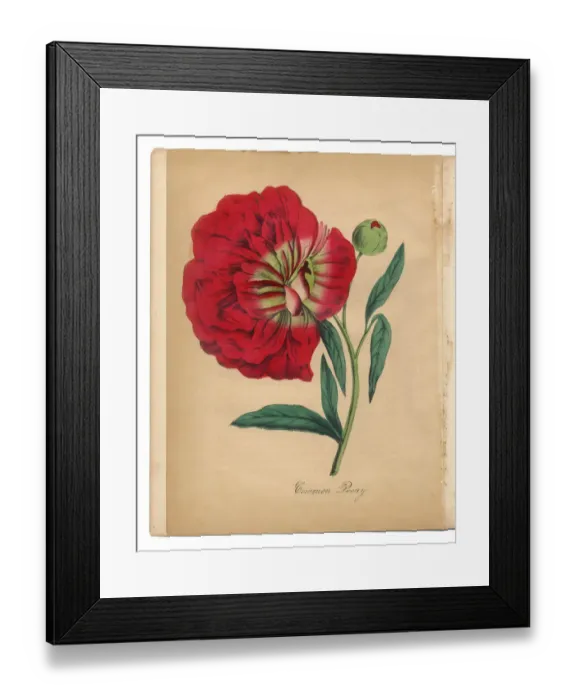 Framed Print : Red Peony Victorian Botanical Illustration Framed Print : Red Peony Victorian Botanical Illustration
