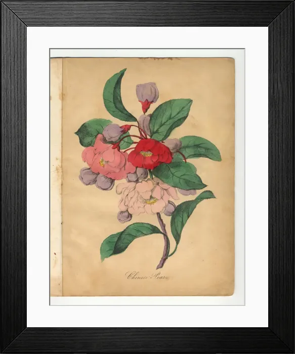 Framed Print : Chinese Pear Victorian Botanical Illustration Framed Print : Chinese Pear Victorian Botanical Illustration