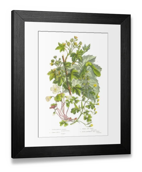 Framed Print : Sycamore, Acer and Wood Sorrel Victorian Botanical Illustration Framed Print : Sycamore, Acer and Wood Sorrel Victorian Botanical Illustration