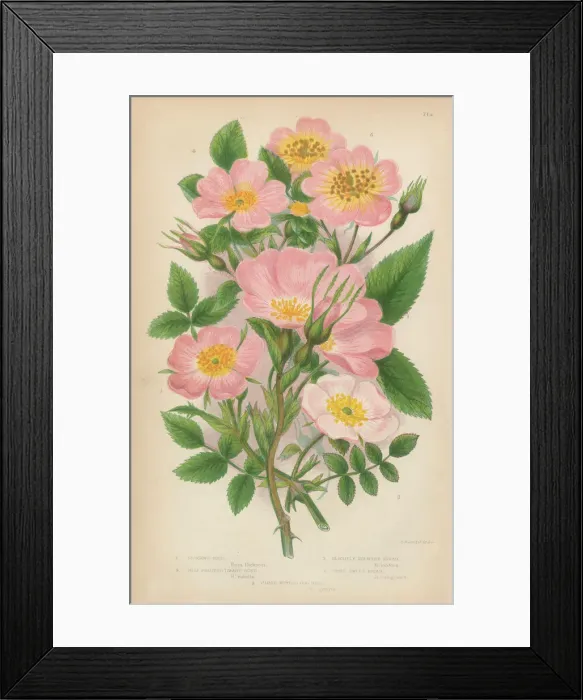 Framed Print : Rose, Sweetbriar and Rose Bush, Victorian Botanical Illustration Framed Print : Rose, Sweetbriar and Rose Bush, Victorian Botanical Illustration
