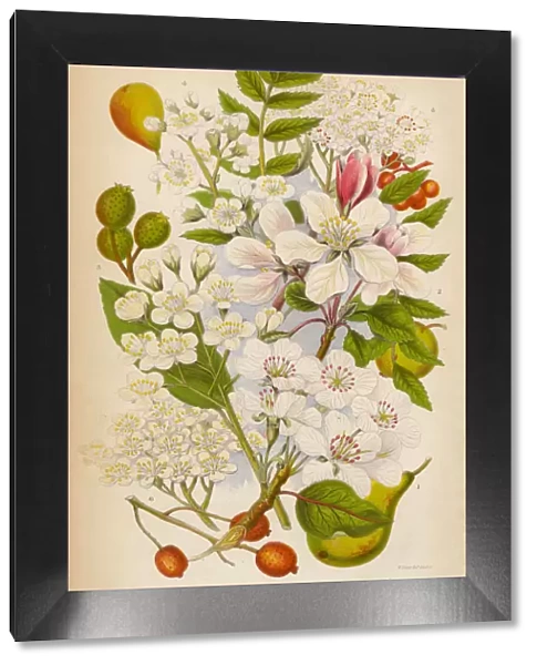Apple, Pear, Service and Ash Trees, Victorian Botanical Illustration