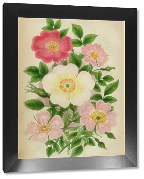 Rose, Sweetbriar and Rose Bush, Victorian Botanical Illustration