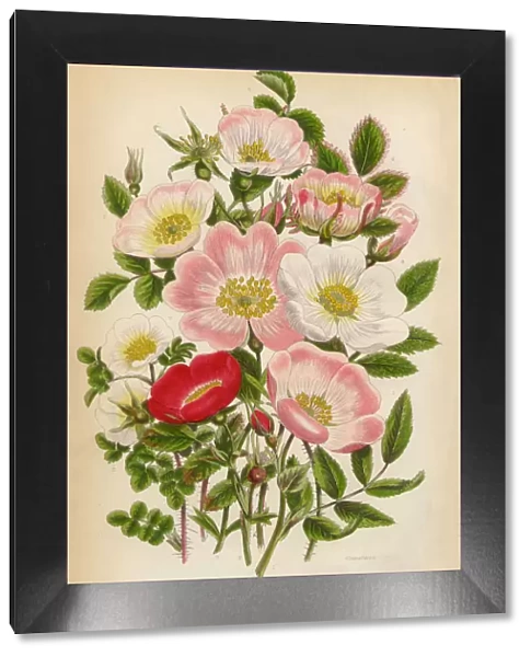 Rose, Heirloom Rose and Rose Bush, Victorian Botanical Illustration