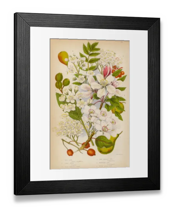 Framed Print : Pear, Apple, Service and Ash Trees, Victorian Botanical Illustration Framed Print : Pear, Apple, Service and Ash Trees, Victorian Botanical Illustration